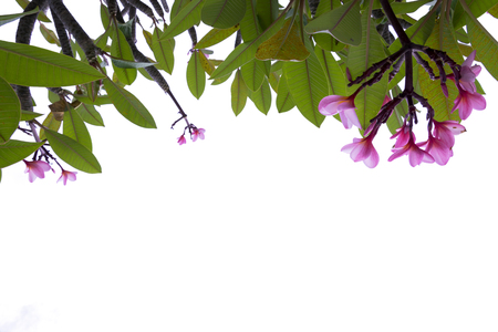 Plumeria flower pink frangipani tropical flower, blooming on tree, spa flower, isolated on white background.の写真素材