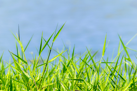 Green grass sunlight reflection lakeside area, Sparkling blue water, It's natural to be wholesome, It is a habitat of insecticides, There are dragonflies.の写真素材