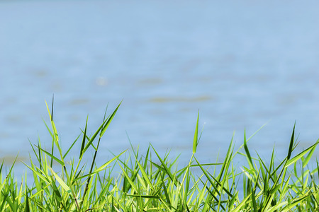 Green grass sunlight reflection lakeside area, Sparkling blue water, It's natural to be wholesome, It is a habitat of insecticides, There are dragonflies.の写真素材
