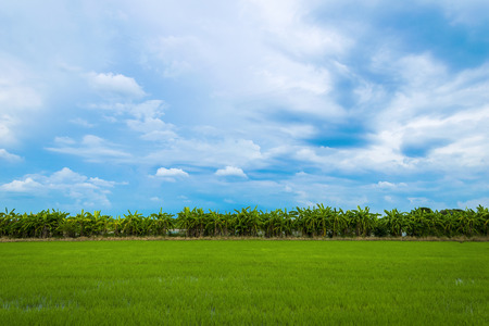 Pure nature It's what we want most, The food of the majority of people in the world is rice, Green rice field full of rice fields, 
Bananas are arranged in rows.の写真素材