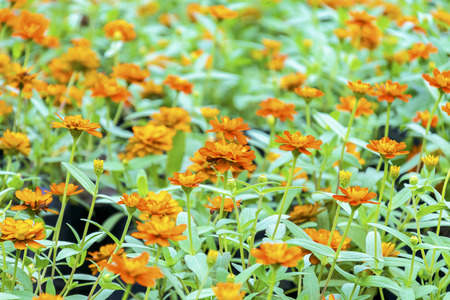 Nature creativity on the planet, Colorful flowers are abundant, The beauty of which we see the magic, Orange flowers bloom, Green leaf inserted betweenの写真素材