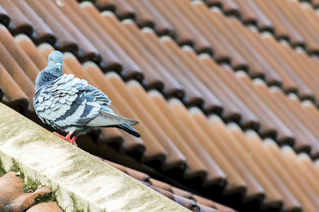 Dove is a symbol of freedom, Every move is free, Morning, it was cleaned, wind its feather dry, It's body is blue, gray, red, on the back.の写真素材