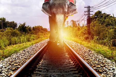 Elephant is a vehicle used in the travel of the Thai people in the past, presently a valuable animal in the belief of the in Thailand, It's walking on the railway.の写真素材
