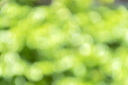 Blur colorful leaves on background wiht bokeh,Bokeo blurred natural light white and green abstract,bright yellow color of autumnの写真素材