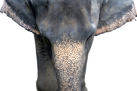 A lone Thai Elephant walking through White backdrop,the Asia elephant is showing trunk and face,The animal is very large, suitable to be the wild.の写真素材