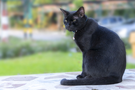 Black cat with yellow eyes lies on table,Animal portrait.の写真素材