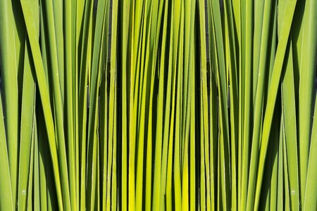 The background is made of green leaves that are slender overlapping.の写真素材