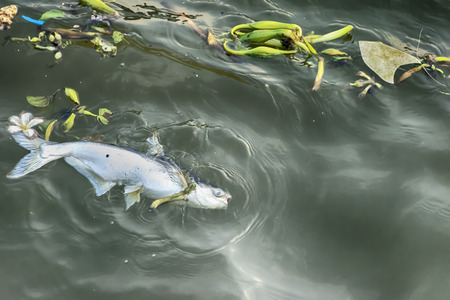 dead fish floated in the dark water, water pollution.dead, poisoned fish lies in the river bank. Environmental pollution. The impact of toxic emissions in the aquatic environment on earth.の写真素材