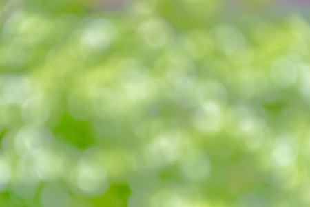 Green background.A beautiful bokeh is eye-catching.Natural colors look attractive.の写真素材