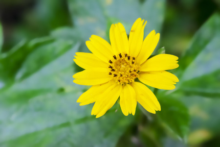 Yellow flowers with lots of pollen, The source of sweet water, The need for insects. The background is green leaves.の写真素材