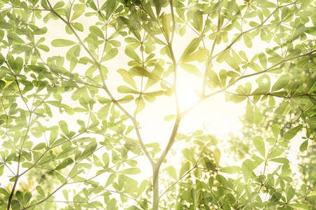 Solar is the energy that the world needs.Because it is natural energy, environmentally friendly.The sun shines through the leaves until it becomes a ray of light.Forest is factory,Powerful production.の写真素材
