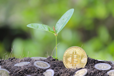 Bitcoin investment, is growing very well. Bitcoin is placed on a pile of coin placed on the side. The tree is growing as the background.の写真素材