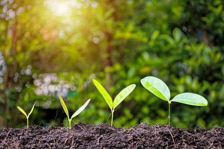 Business Growth concept.Continued of investment and profitability.Expectation of profitable.Stability is tangible.A solid foundation will help the business sector remain sustainable.Tree are growing.の写真素材