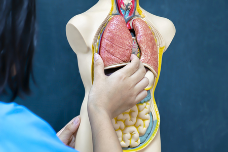 Medical treatment of people, Important to have knowledge. The system in the human body, Body organs. to become a doctor. Captures lung model in order to learn.の写真素材