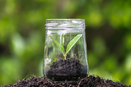 The seedlings are well protected, Planted in a glass. There are a dozen glasses of danger, Unexpected events. In order to grow. Well-groomed by professionals.の写真素材