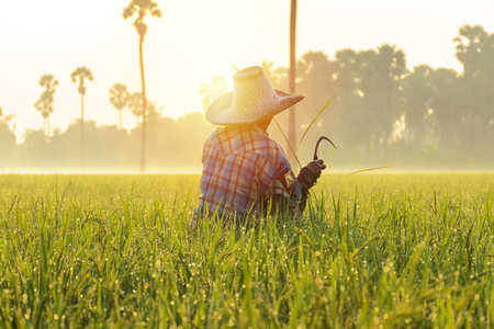 Thai farmers are checking rice plants. Collecting rice trees as an example in research to improve productivity. By using sickle harvesting, Rice is the main food of people.の写真素材