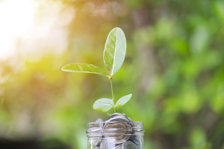 Business growth concept. Financial growth is the business sector needs. The continued expansion of investment sector. Growing trees with coins as soil for planting.の写真素材