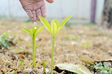 Business Growth concept.Continued of investment and profitability.The hands that are watering sapling, In order to grow into a big tree with self-care capabilities,Stable growth.Stability is tangible.の写真素材