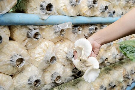 The female hand who is collecting Angel mushrooms for cooking. Is a non-toxic organic material, Good of health and body.の写真素材