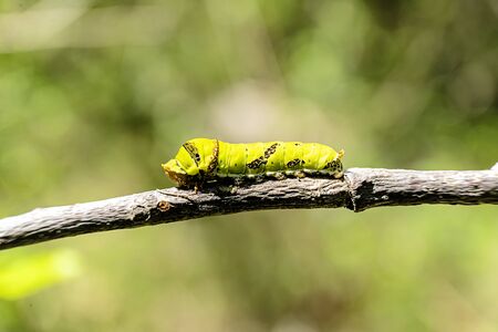 Caterpillar Swallowtail with green background, Is traveling on a brown branch.の写真素材