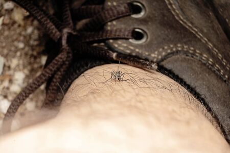 People who are traveling in the forest, Dangerous Zica virus mosquito sucking bloode on human skin cause sick, Dengue, Chikungunya, Mayaro fever,virusの写真素材