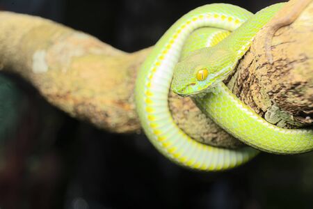 Large-eyed Pit Viper This Viper is one of the most beautiful snakes one can find in the wild; it is less aggressive at a young age and to have portraits of this snake can be a fantastic collection.の写真素材