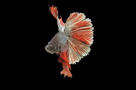 Rhythmic of Betta fish, siamese fighting fish betta splendens (Halfmoon red dragon betta ),isolated on black background.の写真素材