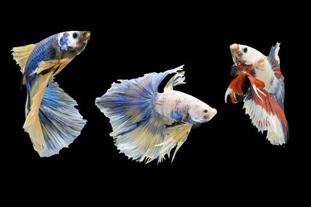Three Betta fish, siamese fighting fish isolated on black background beautiful movement macro photoの写真素材