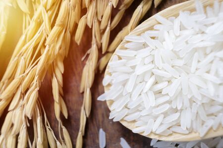 Closeup rrice plants with white rice and unmilled rice. organic paddy rice,ear of paddy, ears of Thai jasmine rice.の写真素材