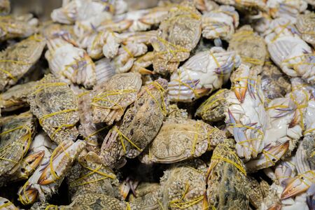 Fresh crabs in seafood market. arthropod phylum. armature and claw concept. Fresh sea crab that are bound and prepare to sell in fresh market. Fresh Crabs Tied with rubber,sea food. In the Thai marketの写真素材