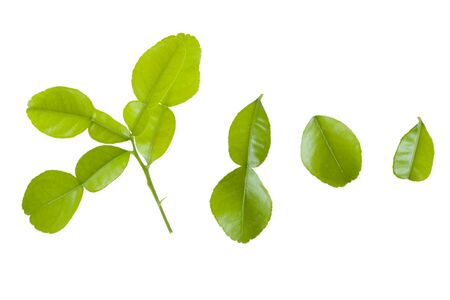 Kaffir lime leaves  isolated on white background. Small leaves, large leaves, the leaves attached to the branches.の写真素材