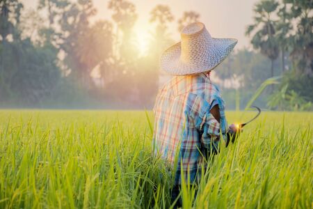 Thai farmers are checking rice plants. Collecting rice trees as an example in research to improve productivity. By using sickle harvesting, Rice is the main food of people.の写真素材