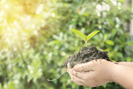 The growth of the business sector concept, investment of life, must be protected, planning for the future. Planting trees on the hands of children and seedlings.の写真素材