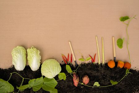 Vegetable gardening rustic concept. Cauliflower, tomatoes, peppers, white cabbage, sweet potatoes, buried in the soil and tools for planting. Free space can enter text for advertising media.の写真素材
