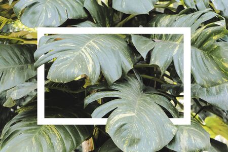 Green leaves pattern background, Natural background and wallpaper. Creative layout made of green leaves. Flat lay. Nature concept, White square frame for advertising media.の写真素材