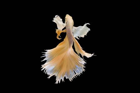 Betta fish, siamese fighting fish, betta splendens (Halfmoon betta
)isolated on black backgroundの写真素材