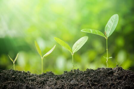 Business growth concept. agriculture plant seeding growing step concept in garden and sunlight. Fresh green seedlings growing on blurred backgroundの写真素材