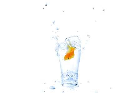 Cramped place concept. Until struggling to find a new place to live or find a new workplace. The goldfish are swimming in a glass that is too tight until the water splashes.の写真素材