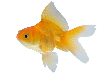 Goldfish in front of a white background. single goldfish animal isolated on white backgroundの写真素材