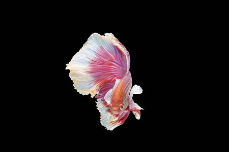 Betta fish, Single siamese fighting fish, betta splendens (Halfmoon betta
)isolated on black backgroundの写真素材