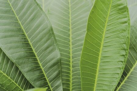 Green leaves pattern background, Natural background and wallpaper. Creative layout made of green leaves. Flat lay. Nature concept.の写真素材