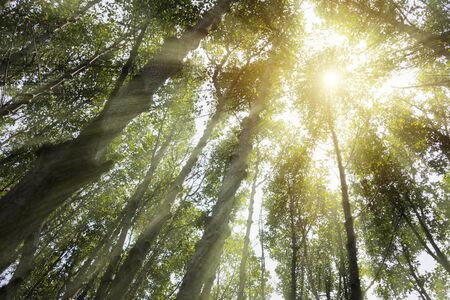 Solar is the energy that the world needs.Because it is natural energy, environmentally friendly.The sun shines through the leaves until it becomes a ray of light.Forest is factory,Powerful production.の写真素材