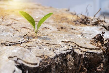 Business growth,resurrection, success again concept. The leaves sprout out of the stump. The fall...