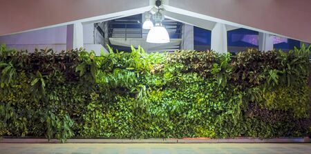 The wall background of the tree becomes dense green walls. With a lamp shining in the middleの写真素材
