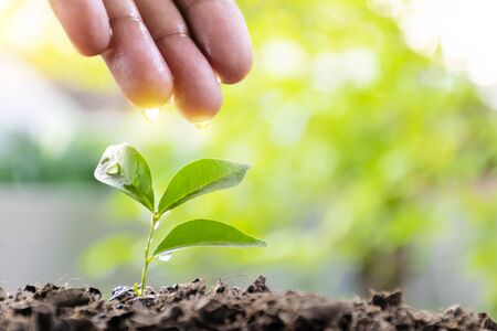 Close to the hand of a businessman holding a watering plant, to grow Expand the results of business investment.の写真素材