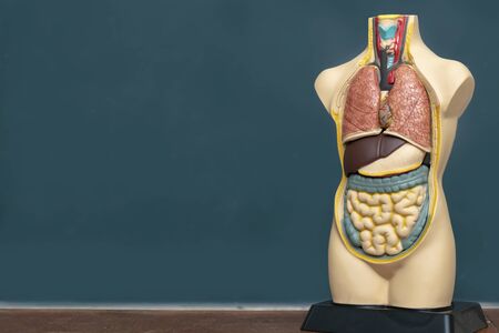 The human body model, which can see the visual organs in the body, placed on a table and has a dark background to be able to insert textの写真素材