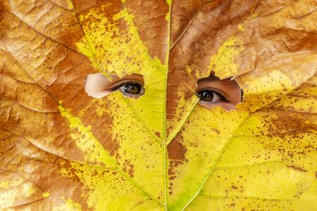 An Asian girl is behind the leaf. The leaves are pierced until the eyes are bright on both sides. faceshield conceptの写真素材