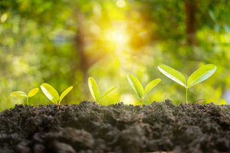 Little green seedlings growing in soil against blurred background. Grow business - financial and investment conceptsの写真素材