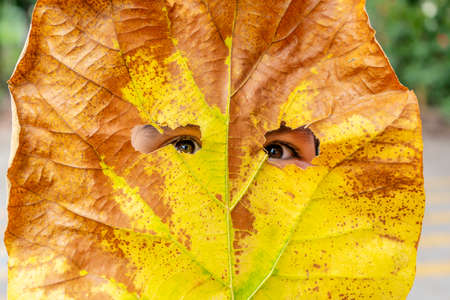 An Asian girl is behind the leaf. The leaves are pierced until the eyes are bright on both sides. faceshield conceptの写真素材
