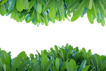 Plumeria leaves, White isolated background. Blank spaceの写真素材